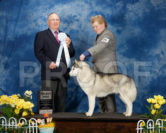_ST_4184-AddisonHuskyMar2015-HR3