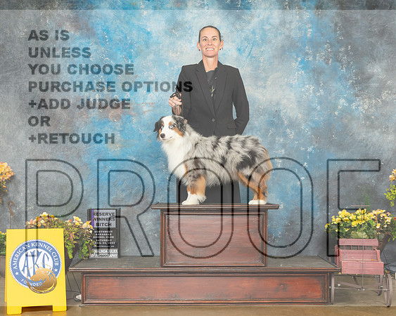 Miniature American Shepherd #16 Sat RWB Judge Laurie Telfair-MMJ_1376-NWARK2022-HR3