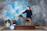 German Shorthaired Pointer #10 OHBIS Judge Mary Napper