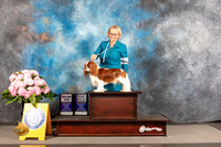 Cavalier King Charles Spaniel #7 THUR WD BOB BOW Major Judge Jeffery Bazell