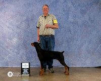 Doberman Pinscher In'tl Ch Holly Peterson