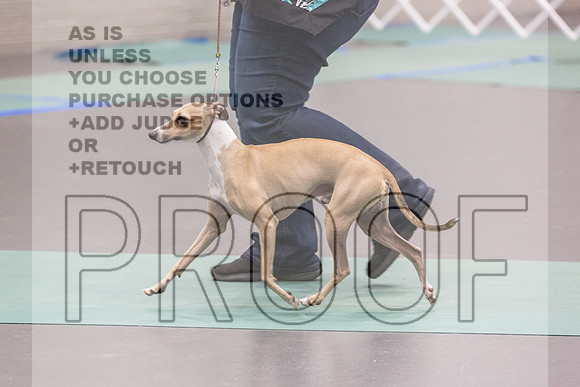 Italian Greyhound Sat Ring_JJL_0777_UKCLNGVIEWOCT2024_2024_HR3