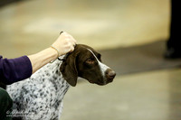 German Shorthaired Pointer Ring Sat