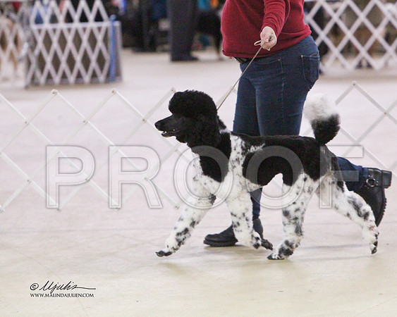MC Std Poodle-2628