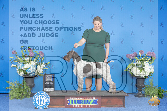 German Wire Pointer #14 THUR BOB BOW M Judge Freeman__JP_8221_Houston_2024_HR3