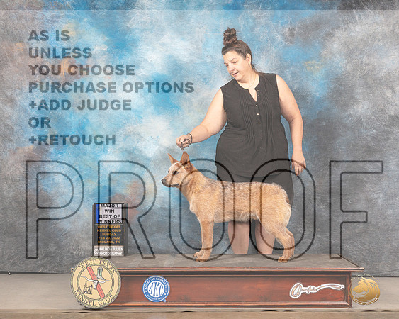 Australian Cattle Dog #5 Sun BOW Judge Judy BrownMMJ_4875_Mdlnd2022_HR3