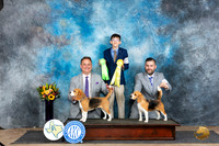 Beagle Sat Family Photo