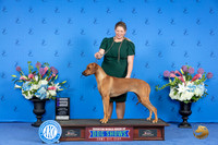 Rhodesian Ridgeback #6 THUR WB Judge Debbie Freeman