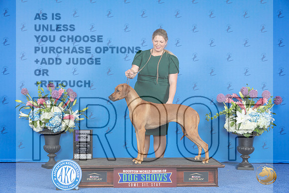 Rhodesian Ridgeback #6 THUR WB Judge Debbie Freeman__JP_8611_Houston_2024_HR3