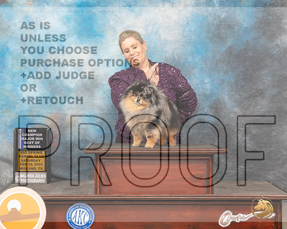 Pomeranian #19 Sat BOWWD Judge Linda ClarkMMJ_4463_Mdlnd2022_HR3