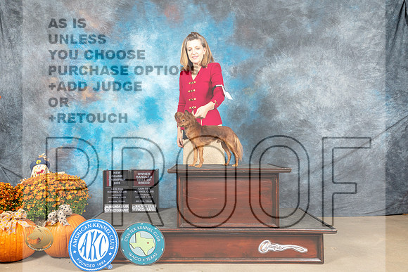 Russian Toy #11 Sat BOBOHBOBGCh Judge Donnelle Richards_MJ_5872_Belton_2022_HR3