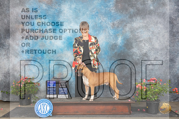 American Staffordshire Terrier #7 Sun WDOWOHBOB Judge Elizabeth ‘Beth’ Sweigart__JP_6280_San Antonio_2024_HR3
