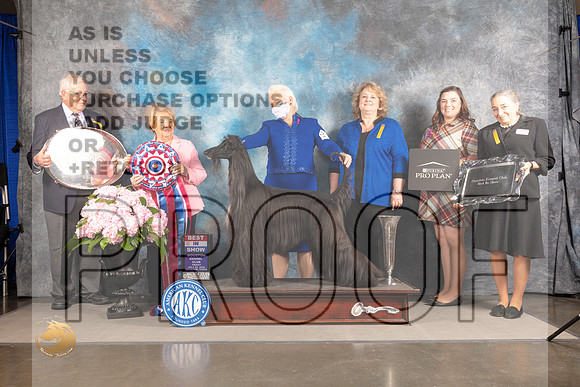 Afghan Hound #15 FRI BIS Judge Polly Smith_MJ_6084_Houston_2022_HR3