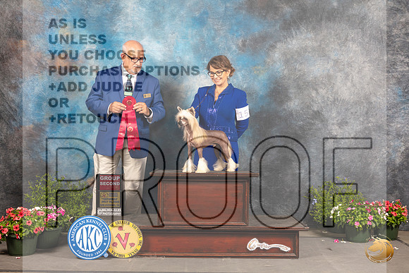 Chinese Crested #15 Sat G2 Judge Michael Canalizo_MJ_0541_SA_2022_HR3