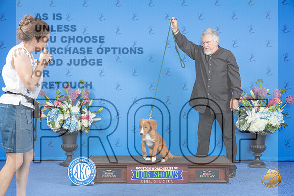 Nova Scotia Duck Tolling Retriever 1 SAT CUSTOM__JP_0046_Houston_2024_HR3