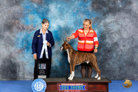 Boxer #9 WED SD Judge Cathy De La Garza