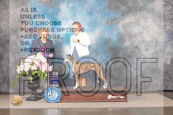 Whippet #50 Sun WB  Judge Polly Smith_MJ_7834_Houston_2022_HR3