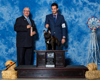 French Bulldogs #25 Sat BOB Dalton James Shelley St John Judge Mr Bill R W Edwards