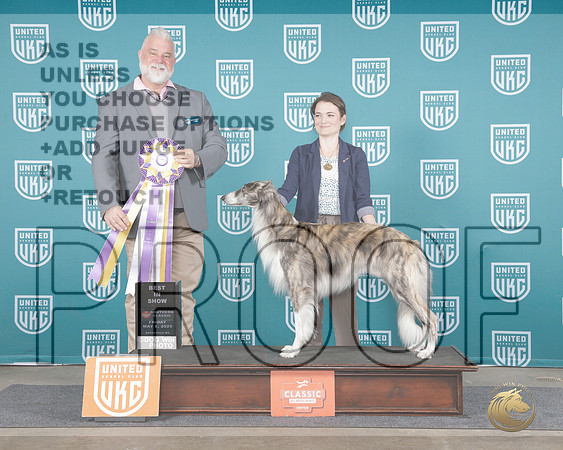 Silken Windhound #196 Sat BIS Judge Matthew Proctor__WP_1008e_UKC Southern Classic Batesville MS 2025_HR3