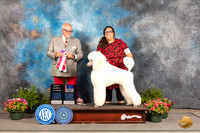 Poodle Std #16 Fri BOSBOW Judge Michael Canalizo