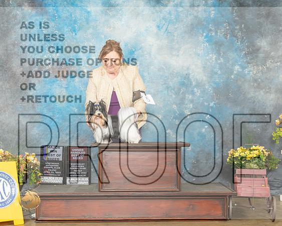 Biewer Terrier #5 Fri BOBOHBOB Judge Eugene Blake-MMJ_0482-NWARK2022-HR3