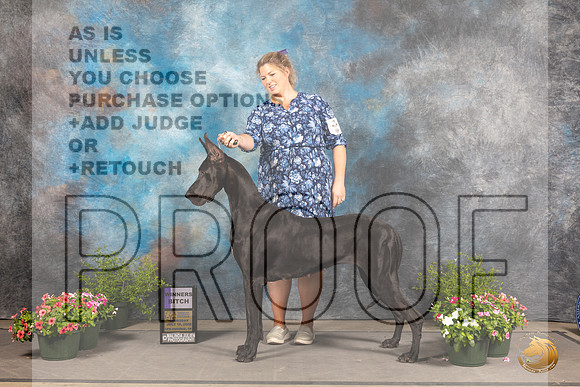 Great Dane #14 Sun WB Judge Anne Bolus_MJ_1188_SA_2022_HR3