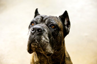 Cane Corso Sun