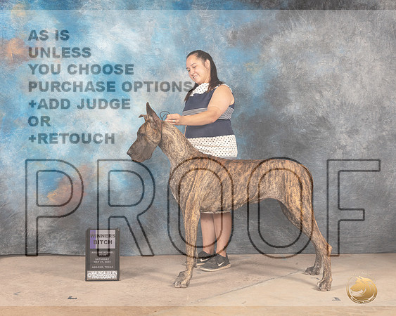 Great Dane #14 Sat WB Judge Terry Houston-2-MMJ_3739-Abilene2022-HR3
