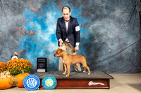 Staffordshire Bull Terrier #7 Sun G4 Judge Del Richards