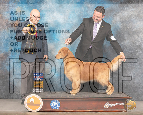 Golden Retriever #44 Thurs G1 RBIS Judge Brad JenkinsMMJ_2683_Mdlnd2022_HR3