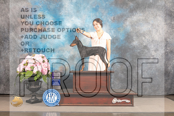 Manchester Terrier Standard #9 SAT BOW NCH Major Judge Joe Walton_MJ_6775_Houston_2022_HR3