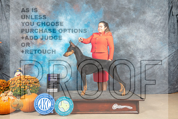 Doberman Pinscher #16 Sun WB Judge Donnelle Richards_MJ_6511_Belton_2022_HR3