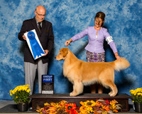 Retrievers Golden #15 Sat G1 Keen Debra Agent Rebecca Heimann Judge Mr Gary L Anderson