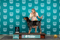 Bluetick Coonhound #1387 Thur T10BOB Judge Deb Allen