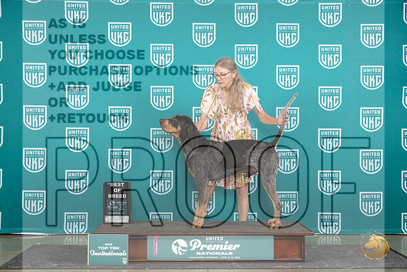Bluetick Coonhound #1387 Thur T10BOB Judge Deb Allen__JP_1078_Premier_2024_HR3