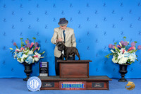 French Bulldog #23 SUN WD Judge Angela Pickett