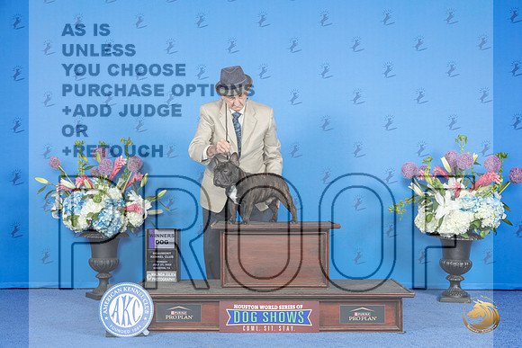 French Bulldog #23 SUN WD Judge Angela Pickett__JP_0353_Houston_2024_HR3