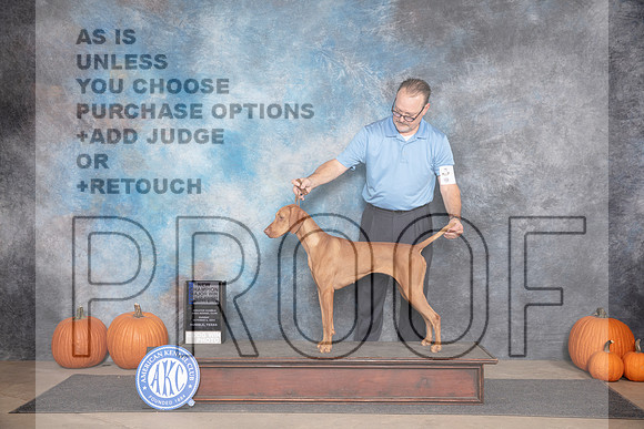 Vizsla #18 Sun WBBOW NCH Judge Ann Roth__JP_9470_Humble_2024_HR3