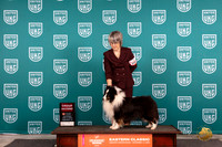Shetland Sheepdog #256 Sat G2 Judge Larry Hansen