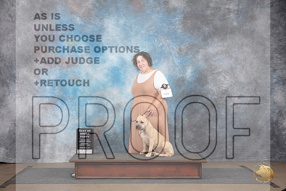 American Bully #424 Sat PupBOB Judge Chandra Martin__JP_2758_LongviewTX_2024_HR3