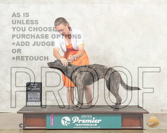 Dutch Shepherd #987 Sat TDQ Judge Pamela Perdue__MJ_8652_Premier_2022_HR3