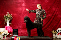Poodle Standard Sun S1 New Int'l Ch Sherry Stone