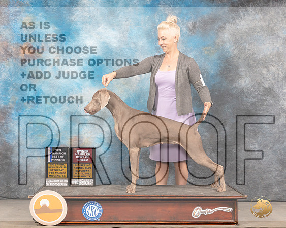 Weimaraner #8 Sat BOWOHBOB Judge Jim FehringMMJ_4186_Mdlnd2022_HR3