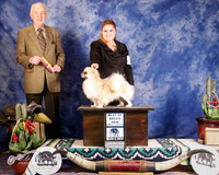 Tibetan Spaniel #11 Sat Best of Breed Major Win Guimbellot Joyce N and Shirley Carroll Blair A Aguillard Judge R Hartinger +A1
