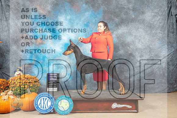 Doberman Pinscher #16 Sun WB Judge Donnelle Richards_MJ_6509_Belton_2022_HR3