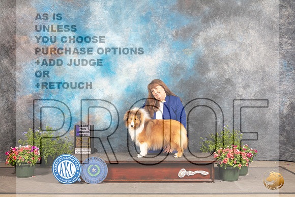 Shetland Sheepdog #8 Thurs WB Judge David Bolus r_MJ_0005_SA_2022_HR3