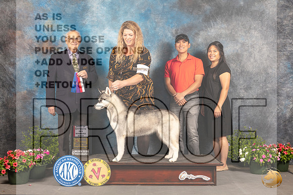 Siberian Husky #6 Sat BOS Judge Robert Shreve_MJ_0022_SA_2022_HR3