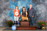 Norfolk Terrier #9 Sat CHWDBOWBOB Judge Cathy Thompson-Morgan