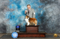 Shetland Sheepdog #5 Sun WDBOW Judge Sharon Newcomb