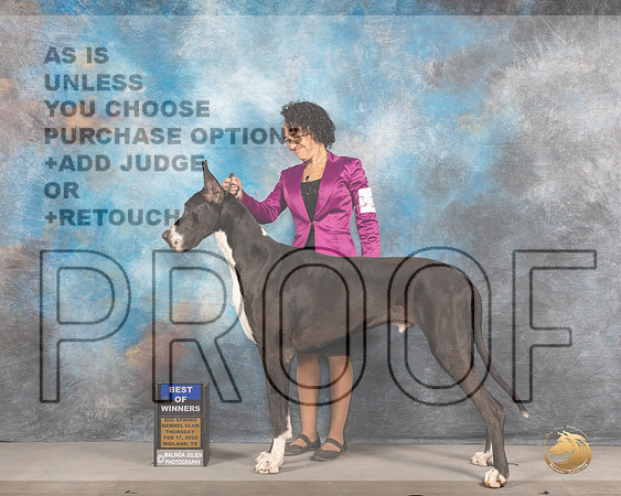 Great Dane #23 Thurs BOWWD Judge Del RichardsMMJ_2256_Mdlnd2022_HR3